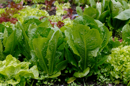 Выращивание салата в домашних условиях, или как вырастить салат на подоконнике