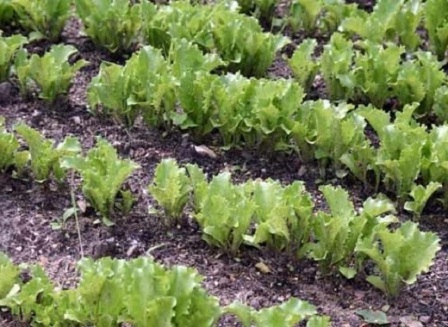 Грядки салата в саду